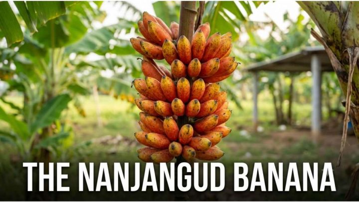 The Aristocrat of Bananas: Why We Can’t Let the Nanjangud Rasabale Go Extinct